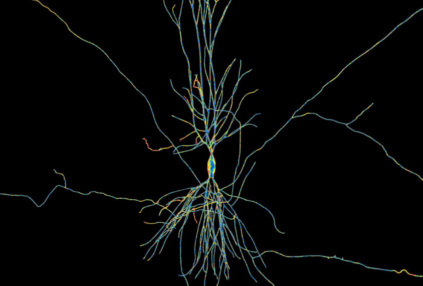 Artistic interpretation of a neuron in the hippocampus.
