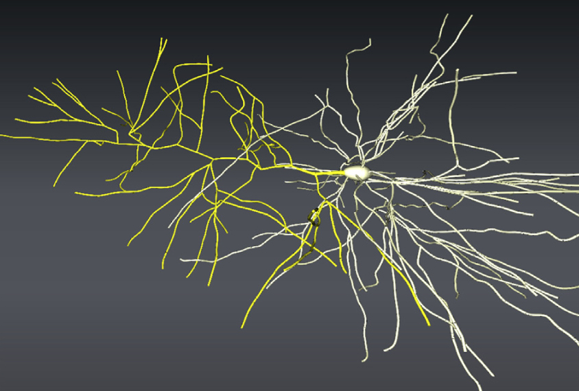 A large neuron
