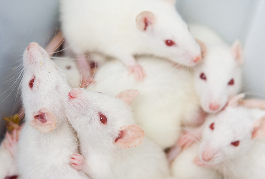 white lab rats piled together