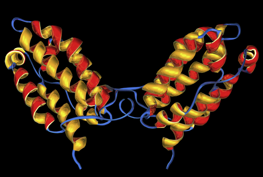 Yellow and orange molecular model of the secondary structure of interleukin-10, a small protein known as a cytokine that plays an important regulatory role in the body's immune system.