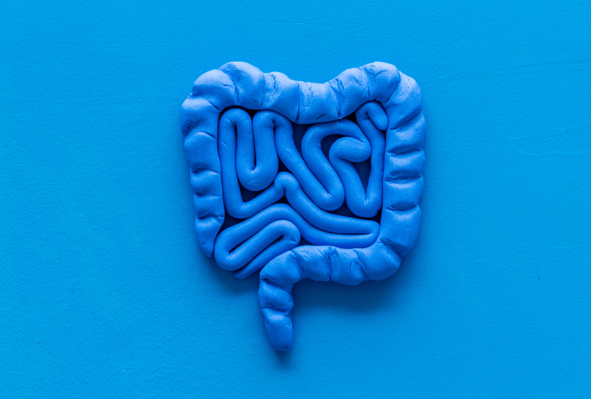 blue intestine model made of clay on blue background.