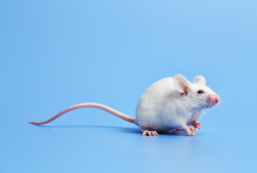 A white mouse against a blue background.