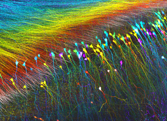 Neurons of the hippocampus, the brain’s memory hub, glow in vibrant colors. Image by Wutian Wu at the University of Hong Kong.