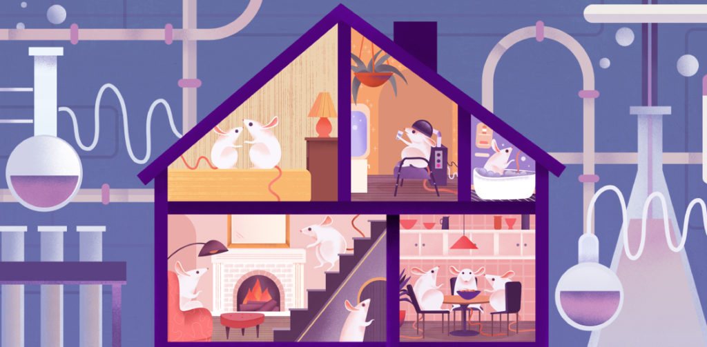 Mice in a house in a lab environment