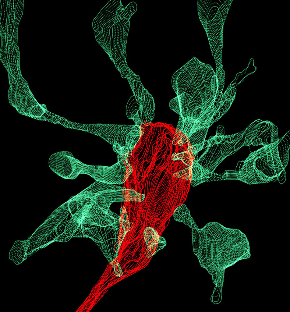 A microglia cell (red), touches the signal-receiving ends of neurons (green) in the brain