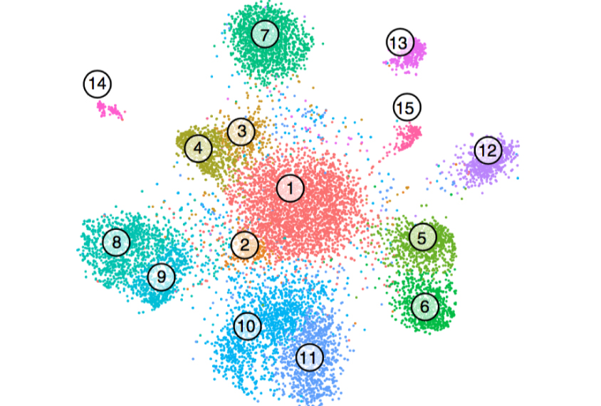 A new method analyzes gene expression to identify more than a dozen cell types in human brain tissue.