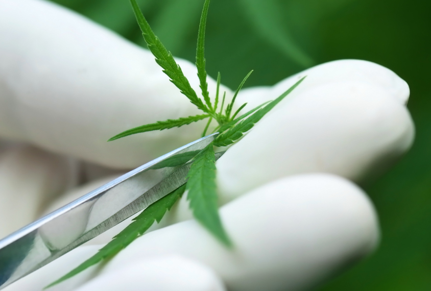 hand cutting a piece of marijuana