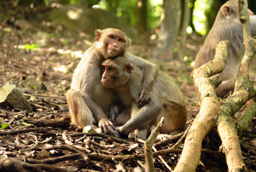 monkeys hugging