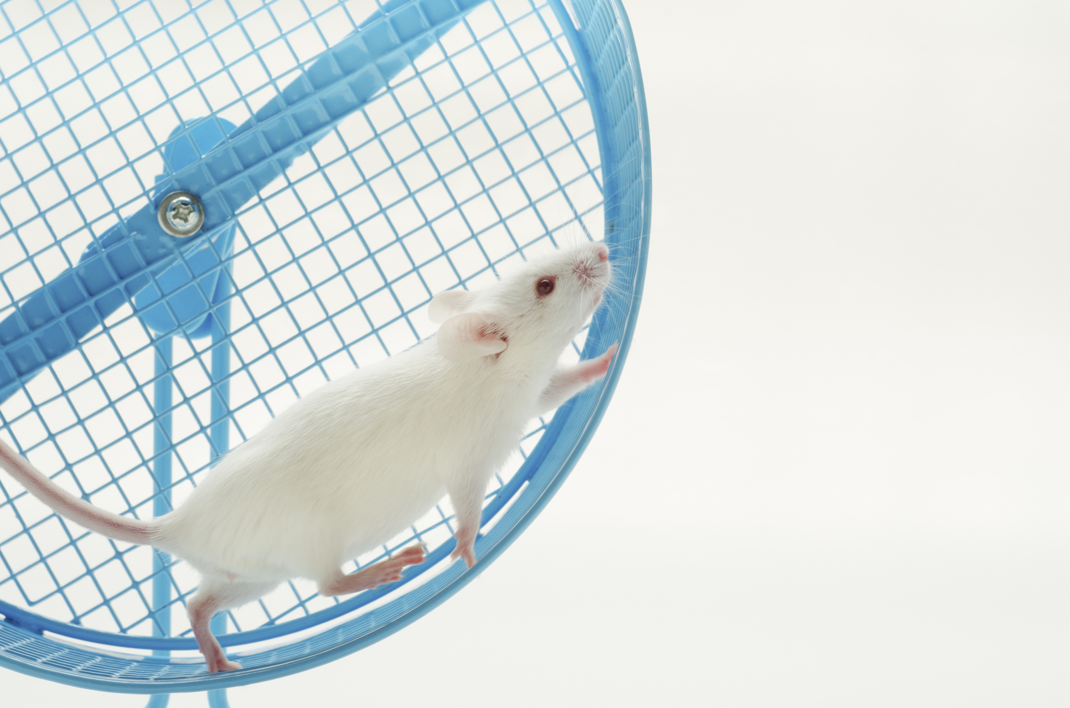 mouse running up wheel