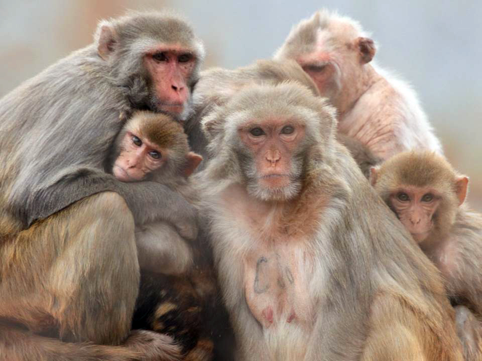 family of monkeys