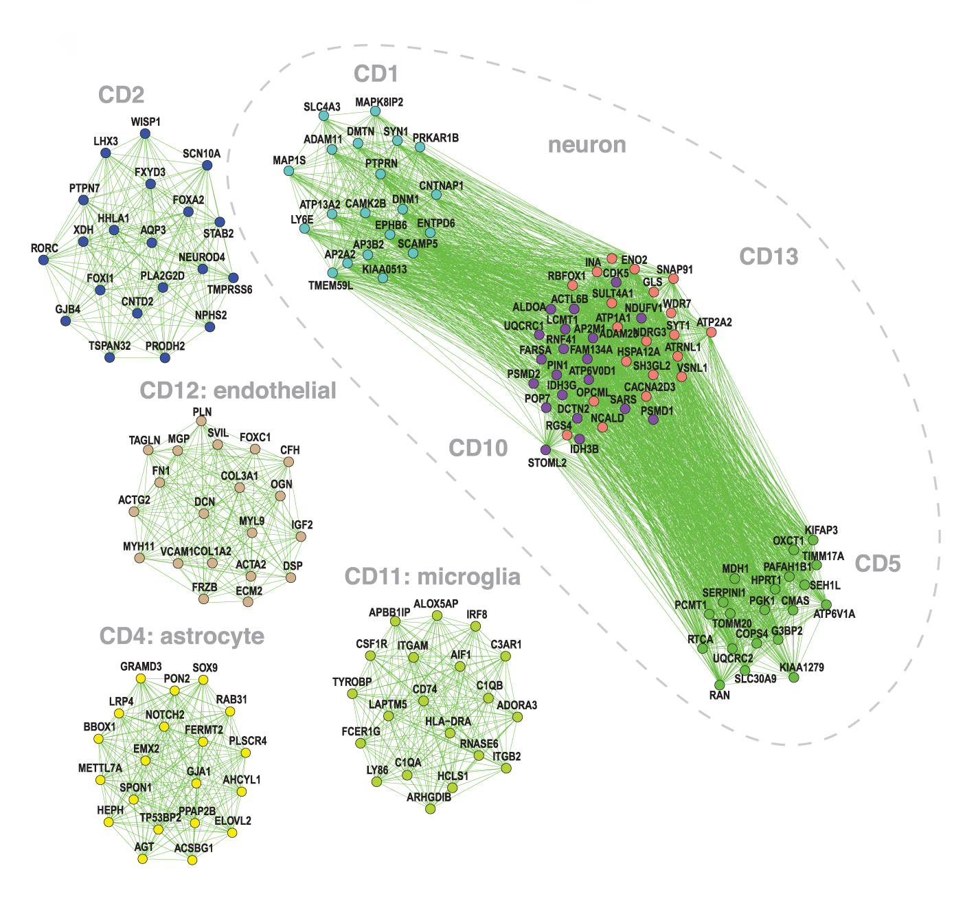 etworks of genes derived from certain 'modules' (neuron, top right, and astrocyte, bottom left) are altered in autism, schizophrenia and bipolar disorder.