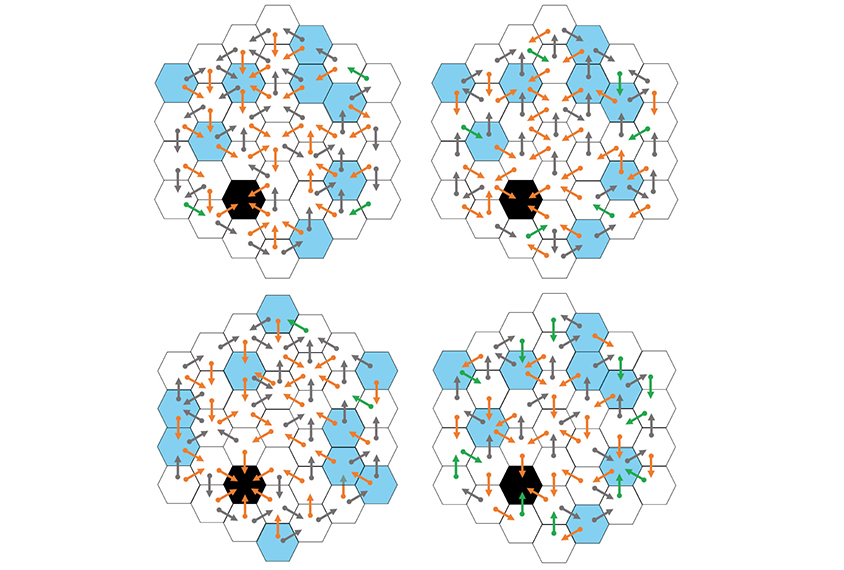 honeycomb shape with arrows shows the pattern of activity of rats in the maze