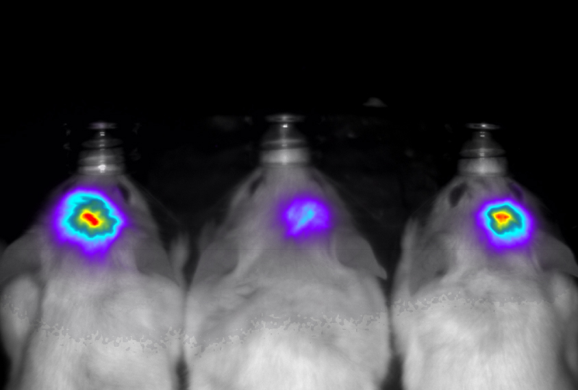 scans of a mouse brain with highlighted regions