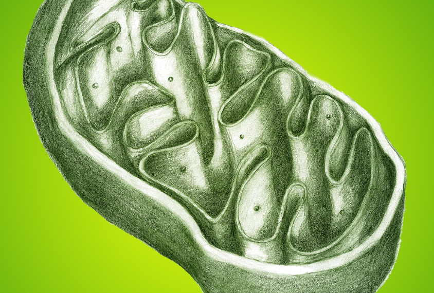 mutations in their mitochondrial genome