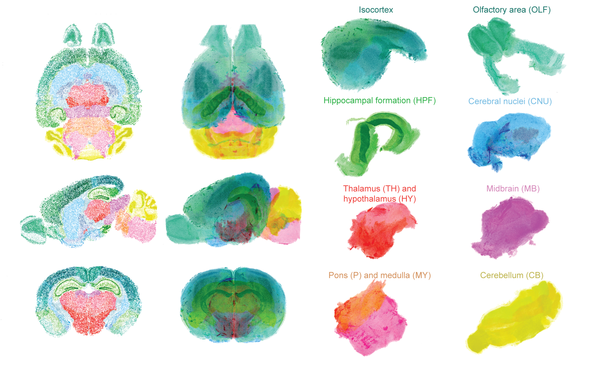Various colored mouse brain sections.