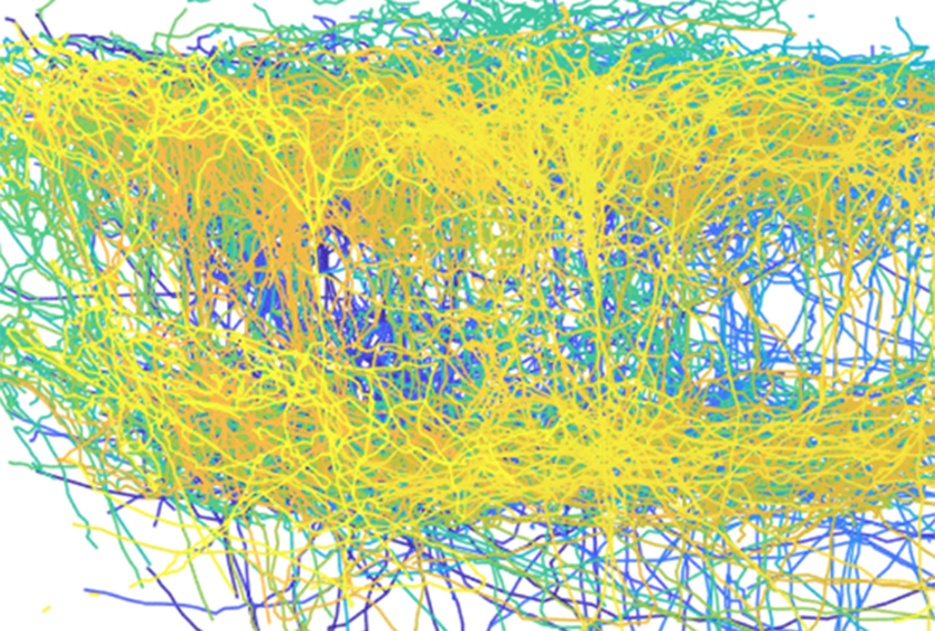 Visualization of networks of individual neurons in the brain.