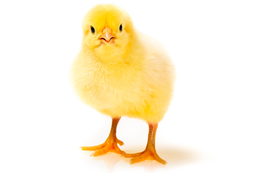 Baby chick on white background.
