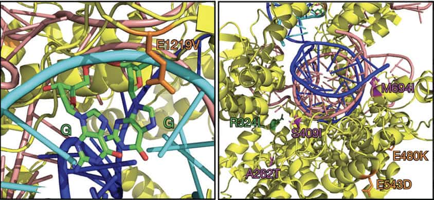 tangles of brightly colored RNA, DNA and enzymes