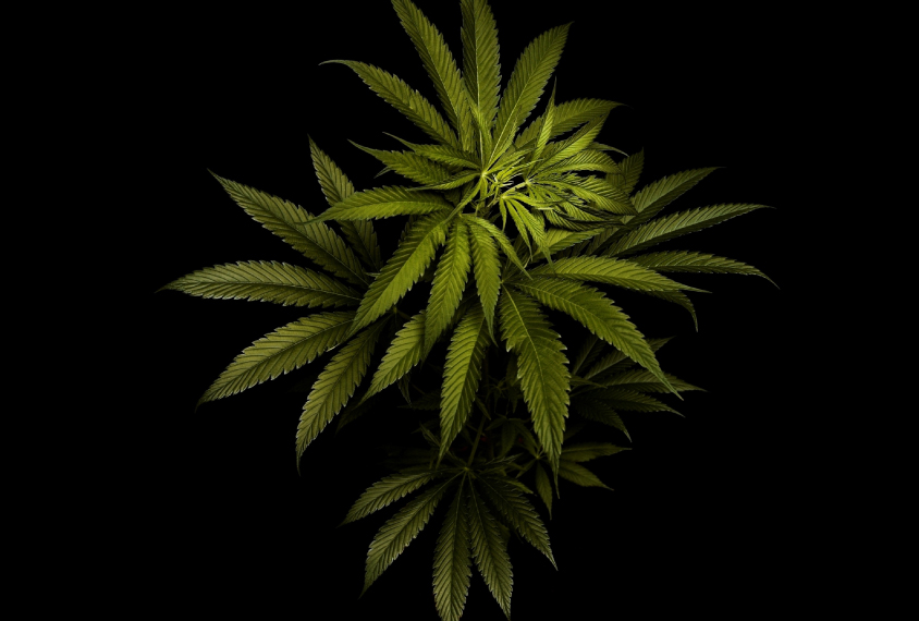 Photograph of marijuana plant in dark setting.