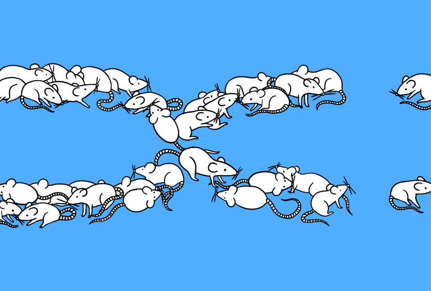 Illustration of research mice forming the letter 'X'.