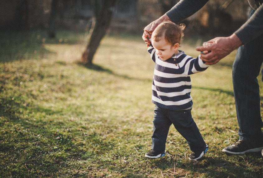 A boy toddler learns to walk with an adult holding his hands.