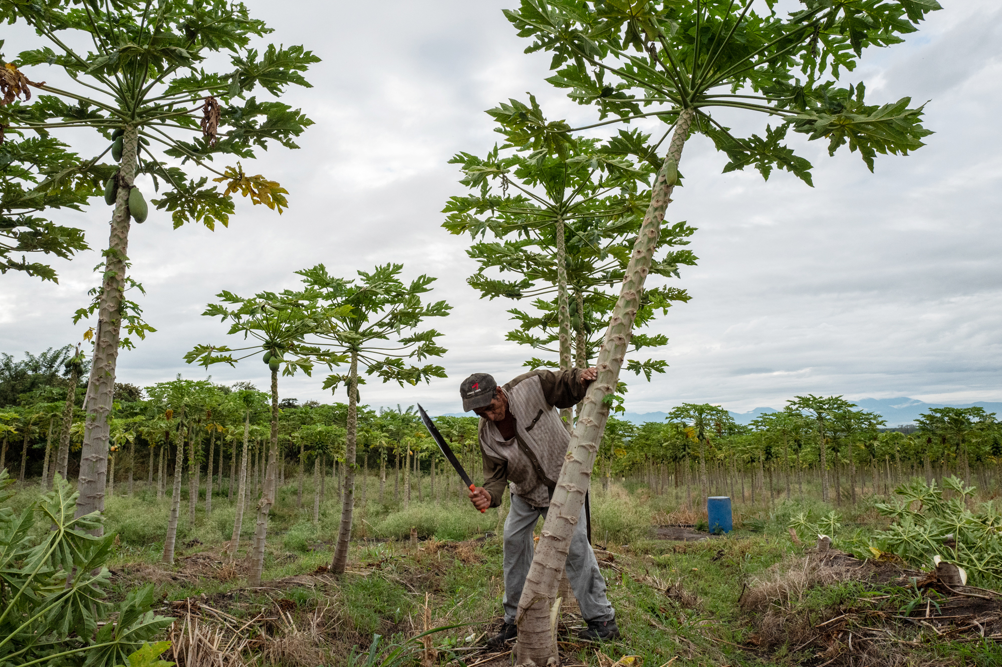 Jair Triviño cuts down a papaya tree in Ricaurte, Valle del Cauca on July 30, 2018.