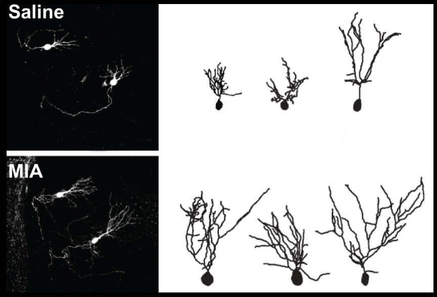 Outlines of mice neurons have long branches.