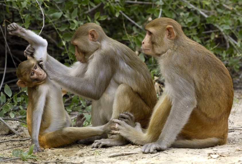 An adult rhesus macaque grooms a juvenile.