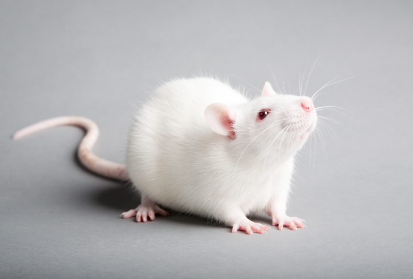 A white lab rat on a grey background.