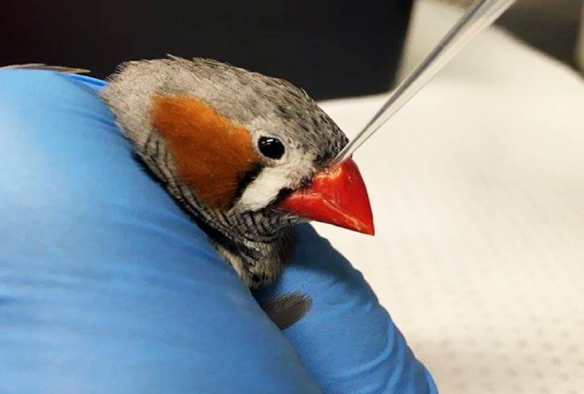 Zebra finch in a researcher's hand is given an oxytocin blocker.