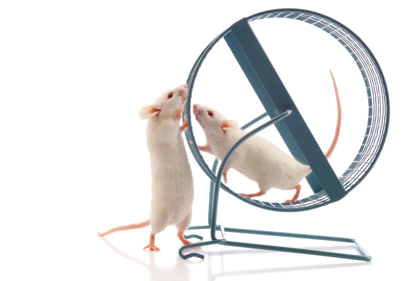 Two white mice, one on a wheel, sniff noses.