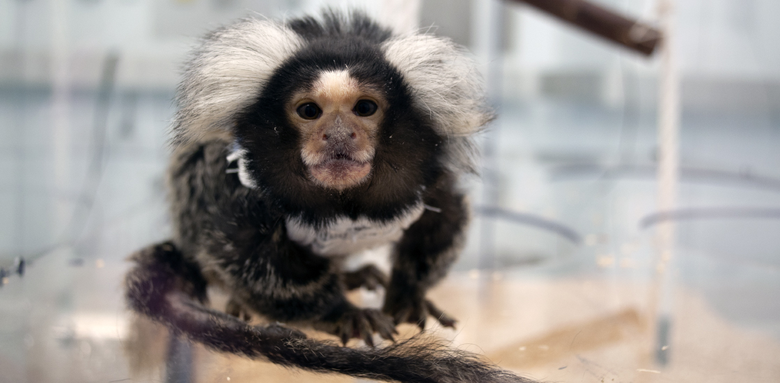 Marmoset in a clear cage in a lab.