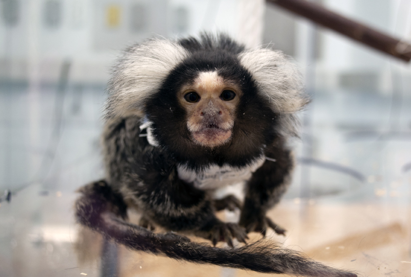 Marmoset in a clear cage in a lab.