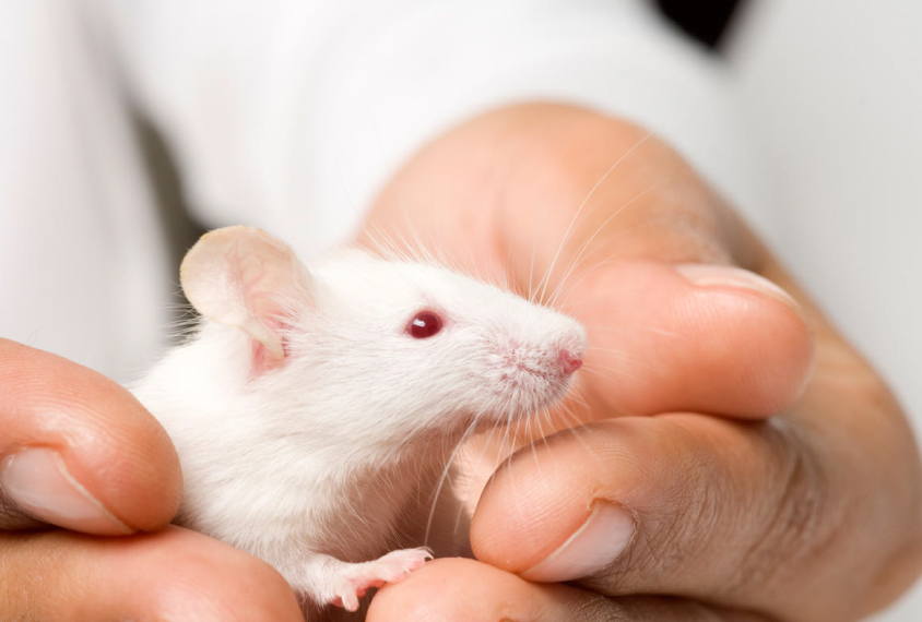 white mouse in a man's hands, closeup.