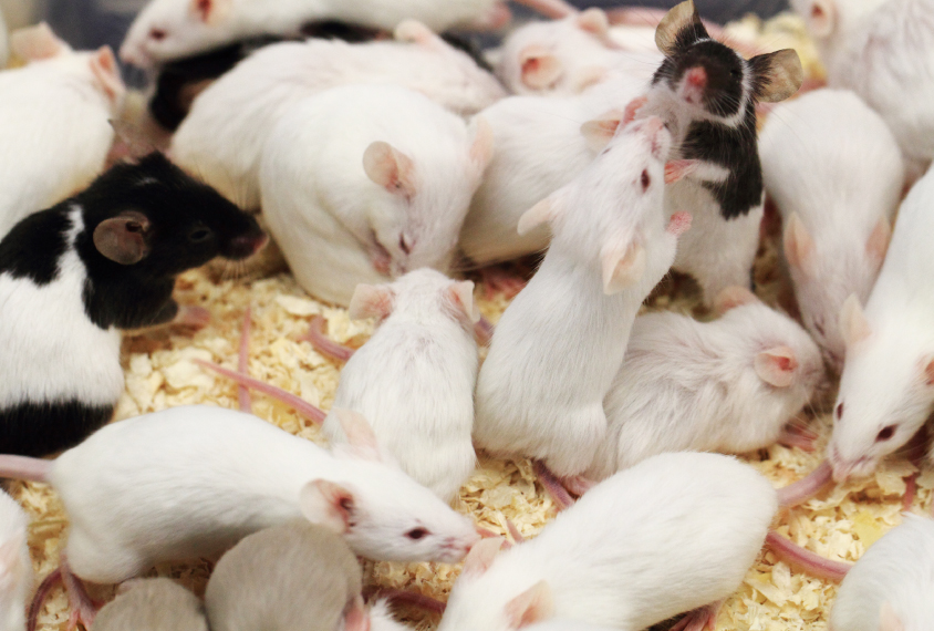 Large group of different lab mice: white mice, black and white mice and light brown mice, all in a cage on wood chips.