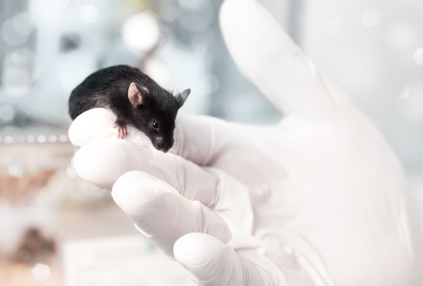 Tiny lad mouse on a gloved hand.