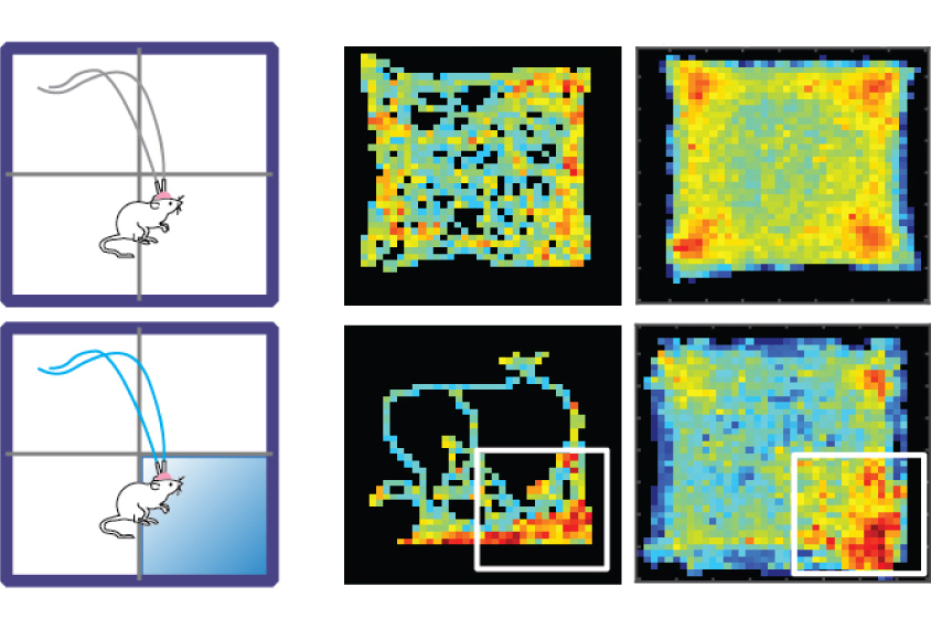 Optogenetic mice activity