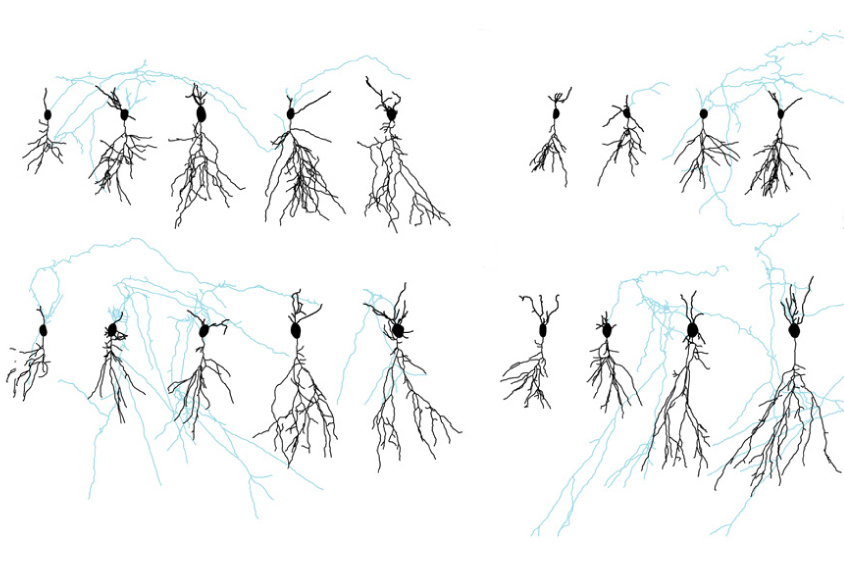 Rat neurons