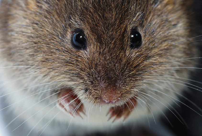 Close up of mouse shows whiskers