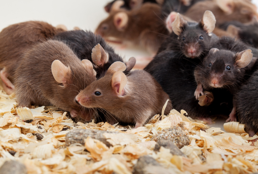 Brown and black mice in a cage, socializing