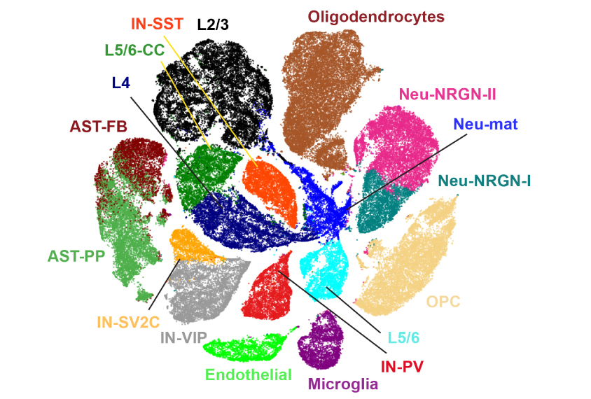 Individual cells from the brains of autistic people show distinct gene-expression patterns, and are shown in different colors.