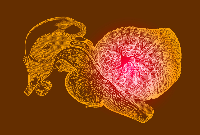 Illustration of cerebellum in human brain