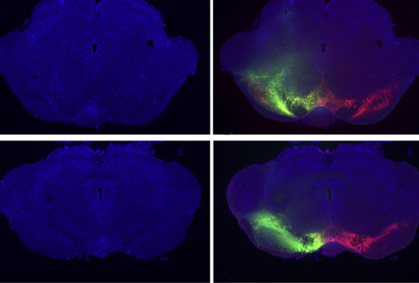 Cells in a rat brain