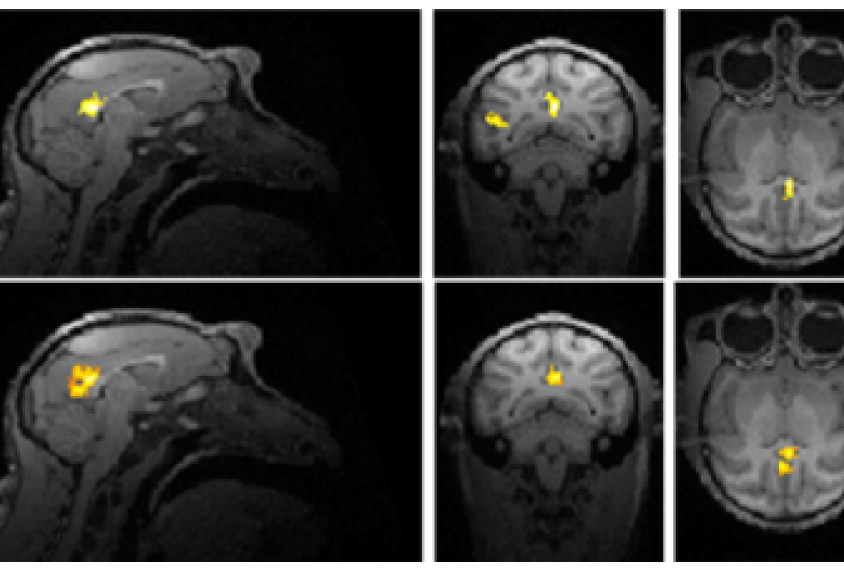 fMRIs of monkey brains in a grid of 6 show highlighted areas.