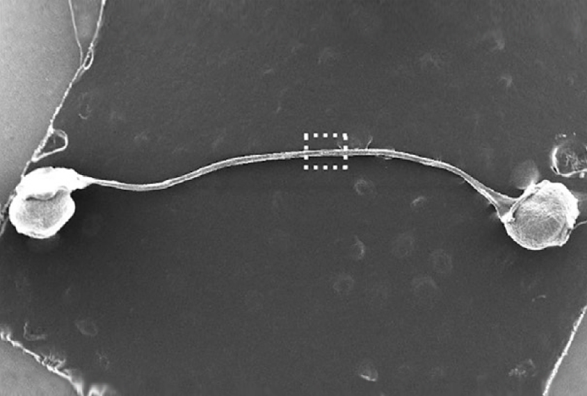 Two organoids connected by nerve fibers