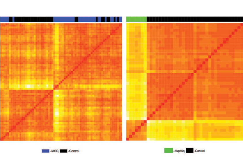 Orange patterns are created from chemical tags in brain tissue from people with autism.