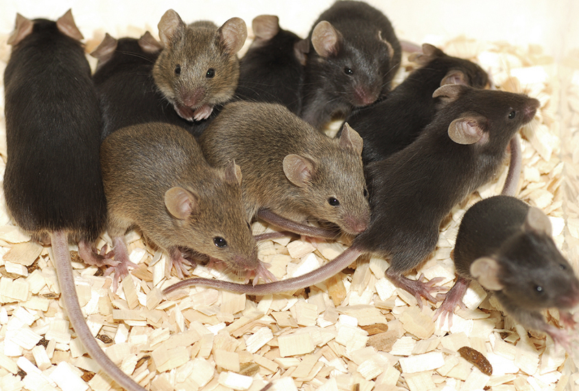 group of dark furred lab mice huddling together.