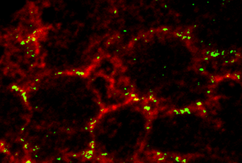 Synapses in brain organoids