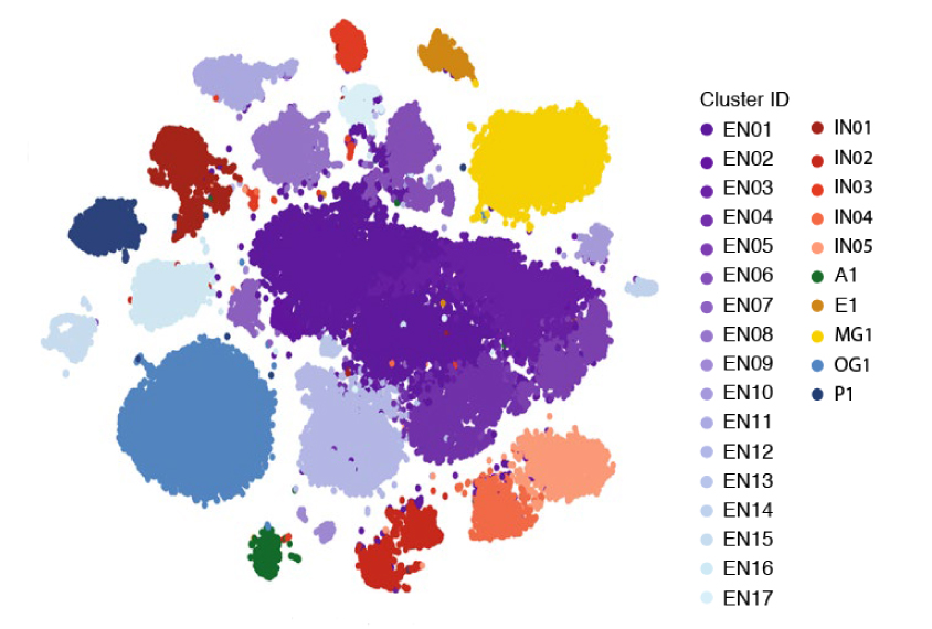 colorful groups of cell types