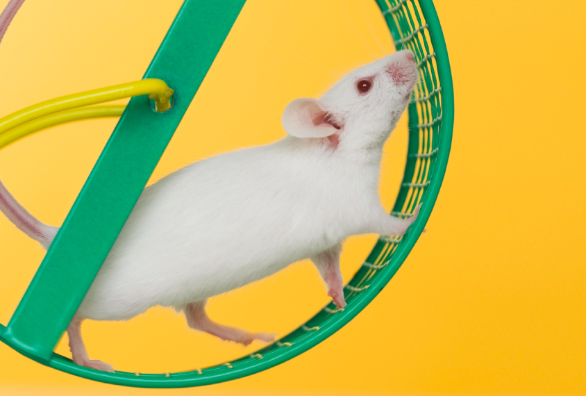 white mouse on a green activity wheel
